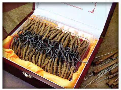 防城冬虫夏草回收